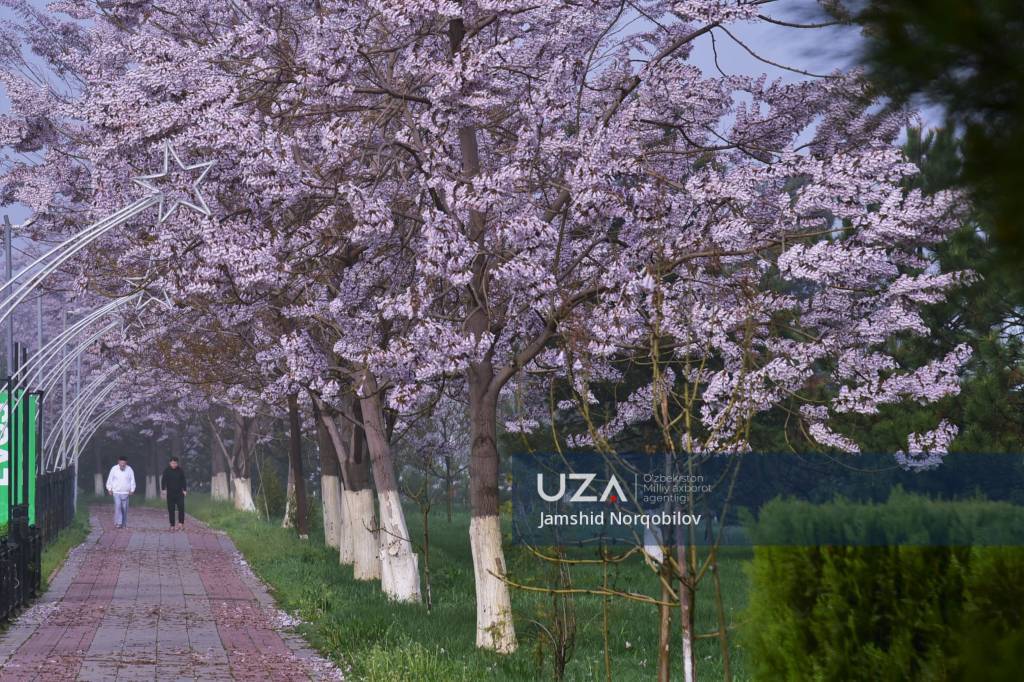 Qarshida pavlovniya fasli