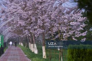 Қаршида павловния фасли