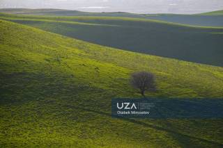 Бўстонлиқда кўклам жозибаси