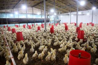 Паррандачилик — қисқа муддатда юқори самара берувчи соҳа