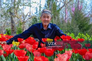 Полмонда Нидерландия лолалари парваришланмоқда