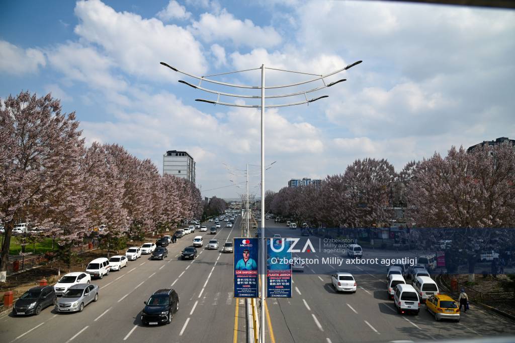 Павловния гуллари Андижонга баҳорий чирой улашмоқда