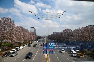 Павловния гуллари Андижонга баҳорий чирой улашмоқда