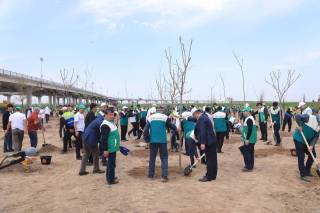 Jizzaxda “Yashil makon”: 4200 tup ko‘chat ekildi