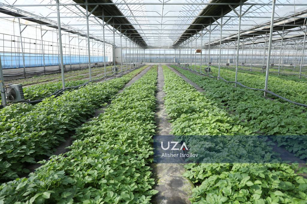 2030-yilda kartoshkachilikda yana eksportchi davlat bo‘lamiz