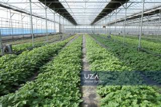 2030-yilda kartoshkachilikda yana eksportchi davlat bo‘lamiz