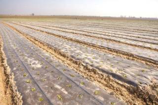 Ижара ерлари — янги имконият ва юқори даромад манбаи