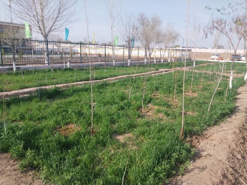 Нукусда “Бир миллион дарахт” акцияси ўтказилди