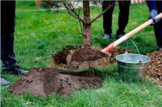 “Яшил макон”: ҳар бир фуқаронинг ҳиссаси муҳим