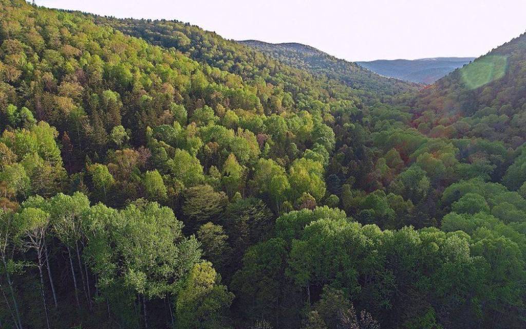 Ученые изучили способность почв в лесах Приморья аккумулировать углерод