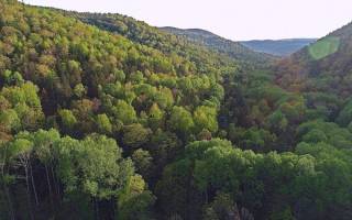 Ученые изучили способность почв в лесах Приморья аккумулировать углерод