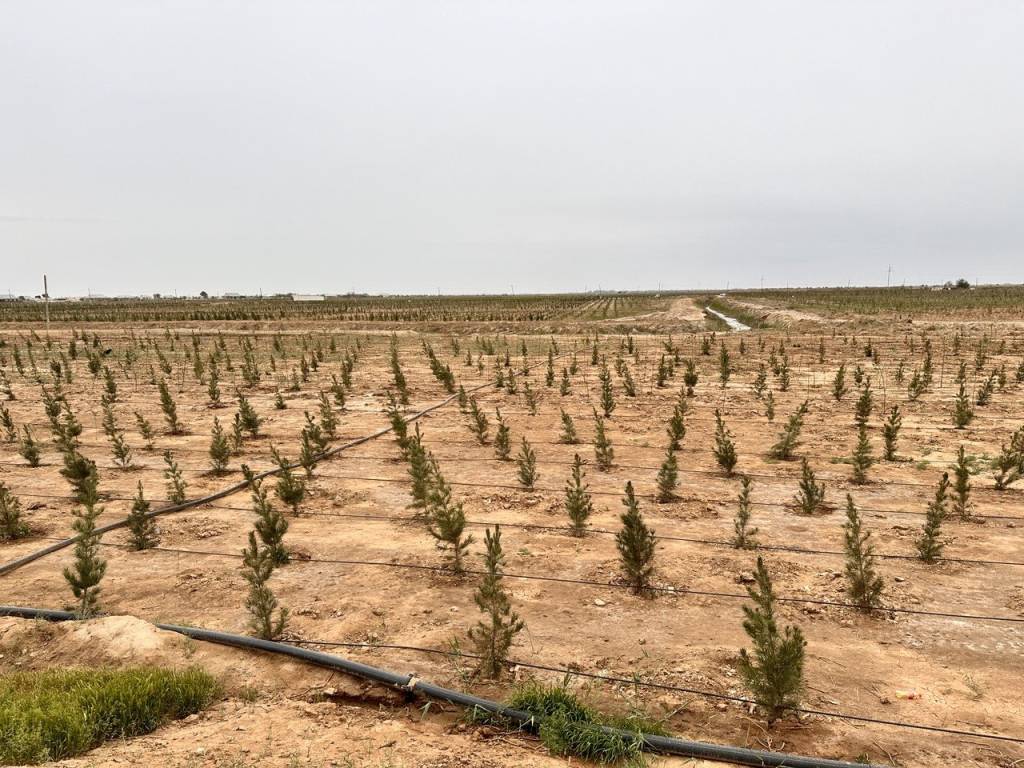 “Yashil makon” Termizning mashhur chang-to‘zonlarini chekintirmoqda