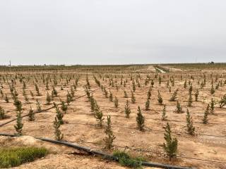 “Yashil makon” Termizning mashhur chang-to‘zonlarini chekintirmoqda