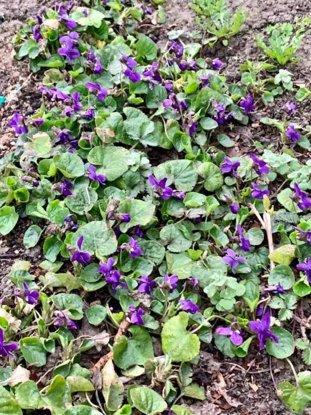 Quyosh guli – momaqaymoq