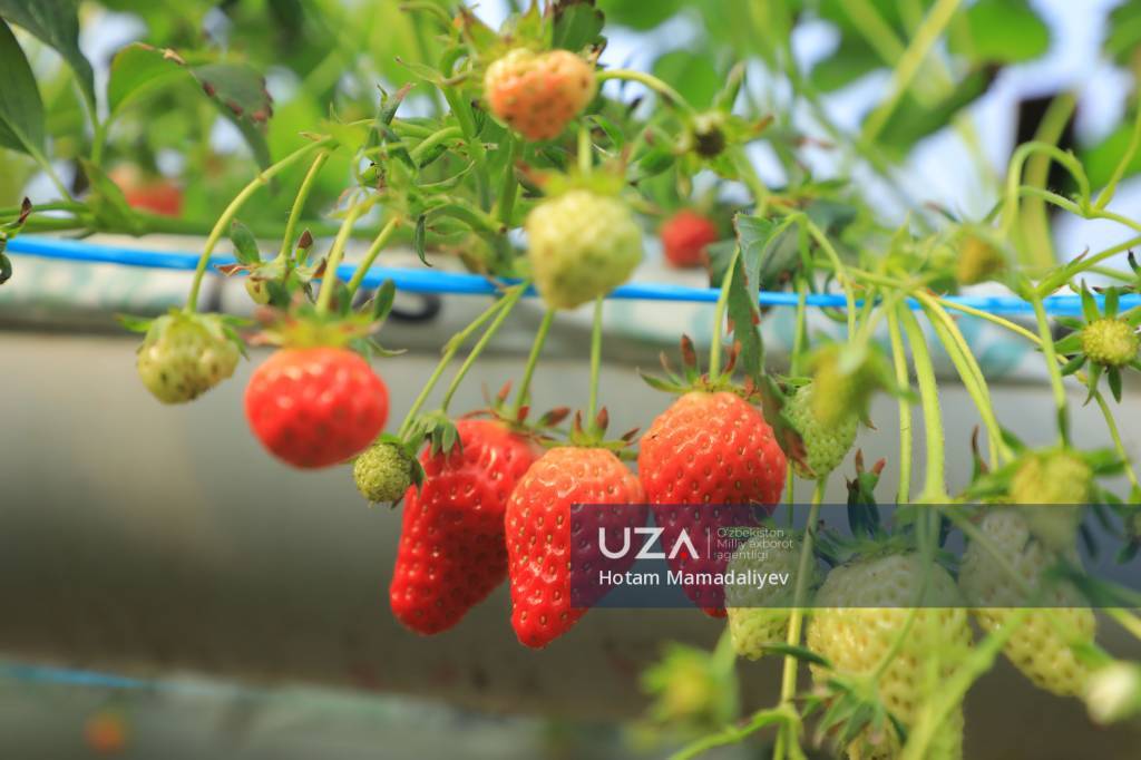 Tomorqadan mo‘may daromad topayotgan to‘raqo‘rg‘onliklar