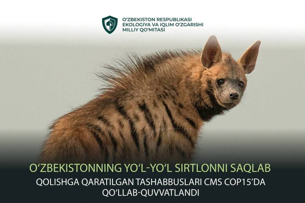 Internationale Bemühungen zur Stärkung des Schutzes der Streifenhyäne, initiiert von Usbekistan