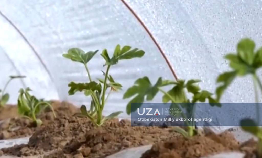 Polizchilikda ilm va an’analar uyg‘unligi: “Mirzacho‘l qovuni” brendining qayta tiklanishi