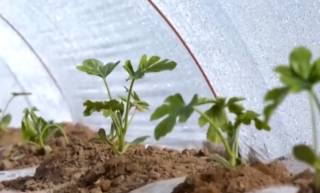 Полизчиликда илм ва анъаналар уйғунлиги: “Мирзачўл қовуни” брендининг қайта тикланиши