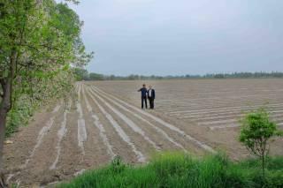 Плёнка остида экилган пахта — янги усул, юқори самара бермоқда