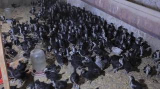 Паррандачилик — етти хазинанинг бири