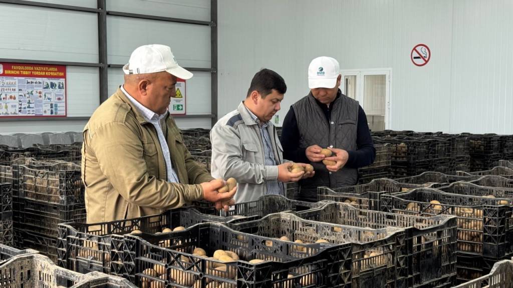 Kartoshka yetishtirishda yangi bosqich