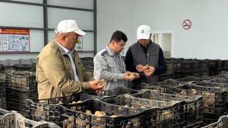 Картошка етиштиришда янги босқич