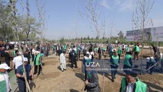 “Yashil makon” umummilliy loyihasi – amalda