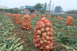 Жанубда 700 минг тоннадан ортиқ сервитамин маҳсулот етиштирилмоқда