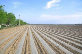 "Shinjon" usulida chigit ekish qizg‘in