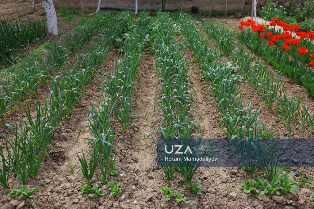 Har bir hovlida gulzor: Ravot mahallasi tajribasi