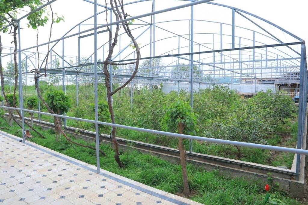 Tomorqa to‘kin, farovon turmush manbai (+video)