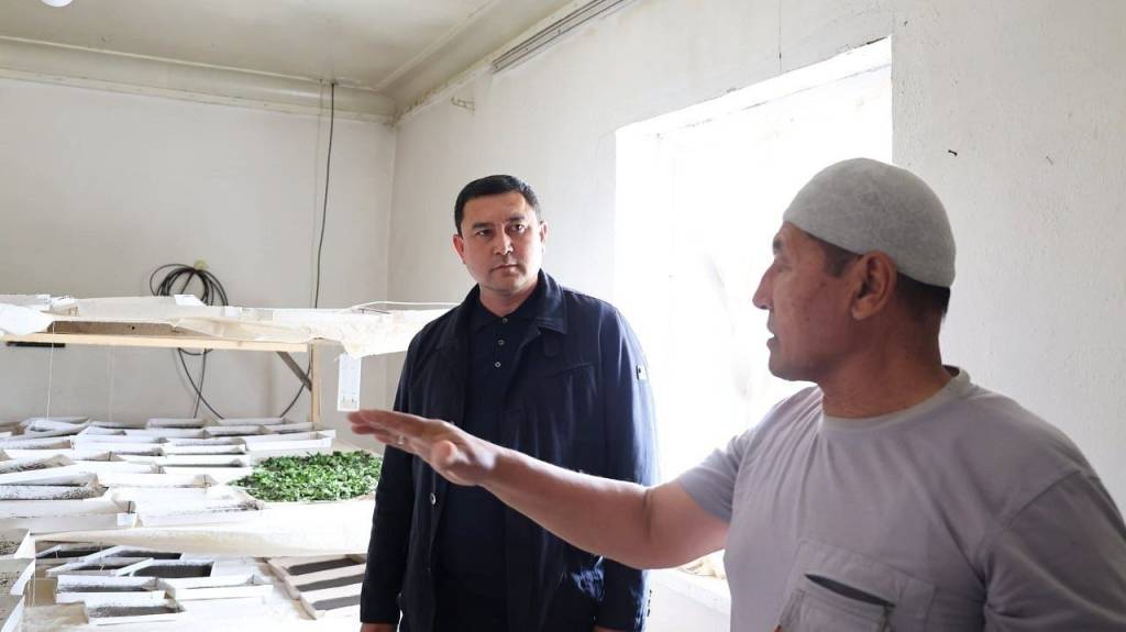 Жанубда ипак қурти боқишга киришилди