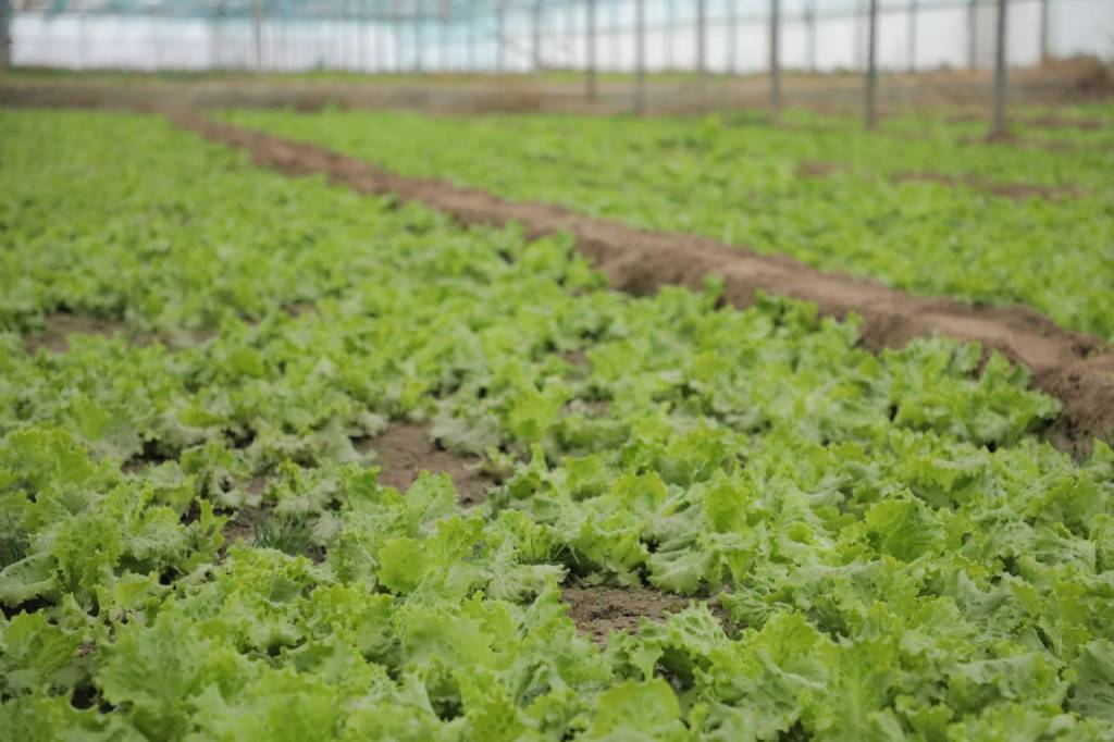 Kichik tomorqadan katta daromad (+video)