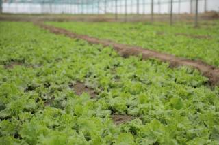 Кичик томорқадан катта даромад (+видео)