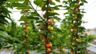 Деновда гилос пишди