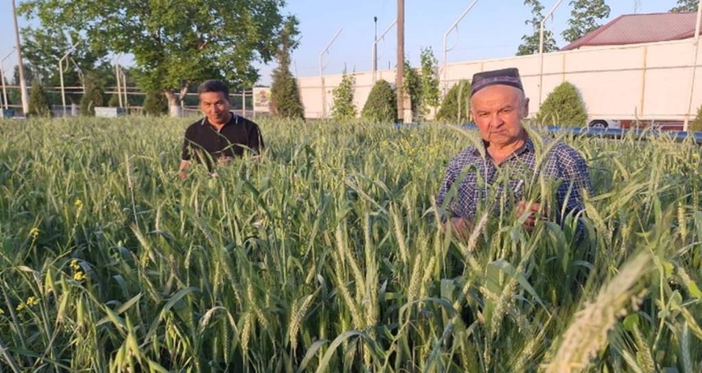 Зеленое удобрение: важный вклад в сохранение почв Узбекистана