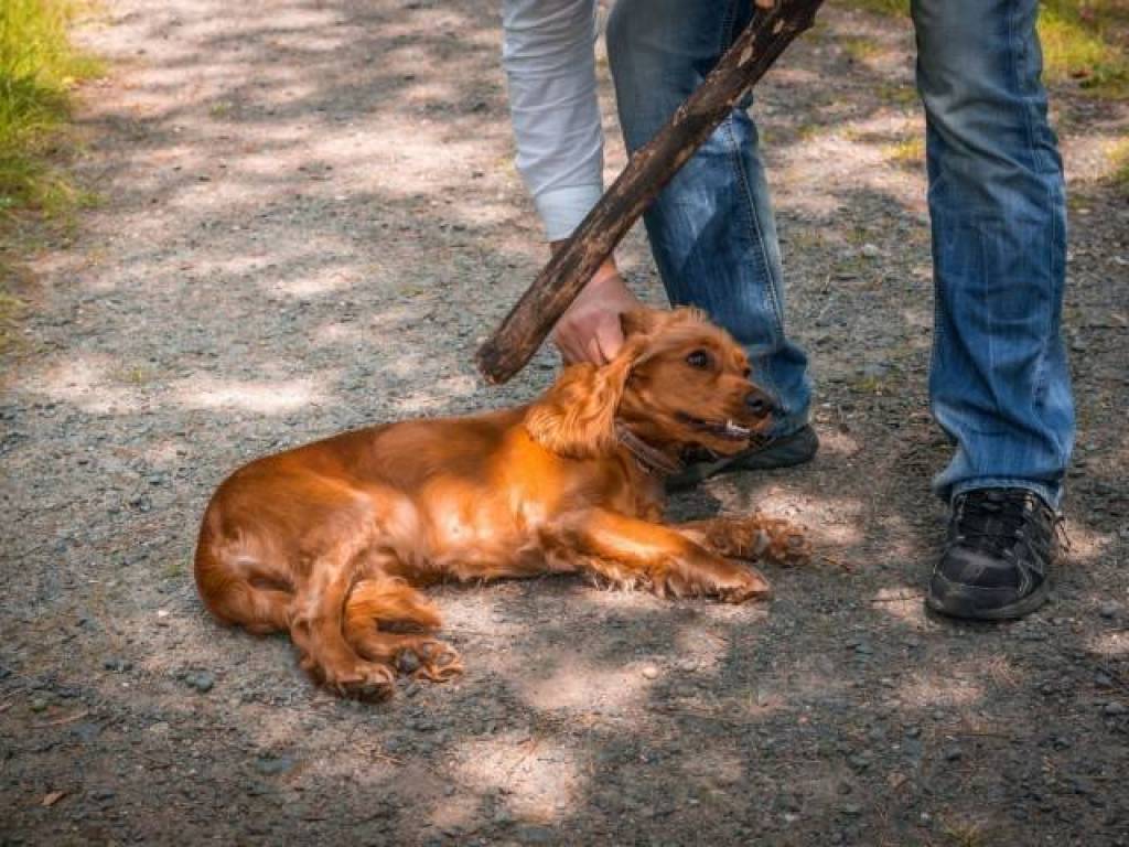 Ҳайвонларга нисбатан зўравонлик ортидаги муаммо нимада?