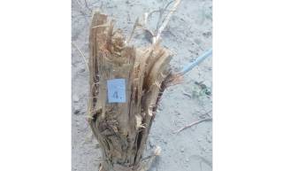 Табиатга етказилган зарар ундирилади