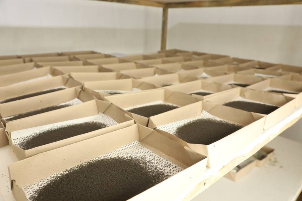 “Кумуш тола” етиштириш мавсуми бошланди