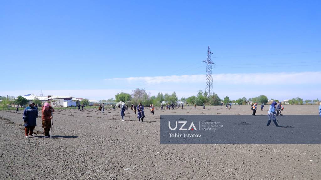 Олотда янги узумзор барпо этилди