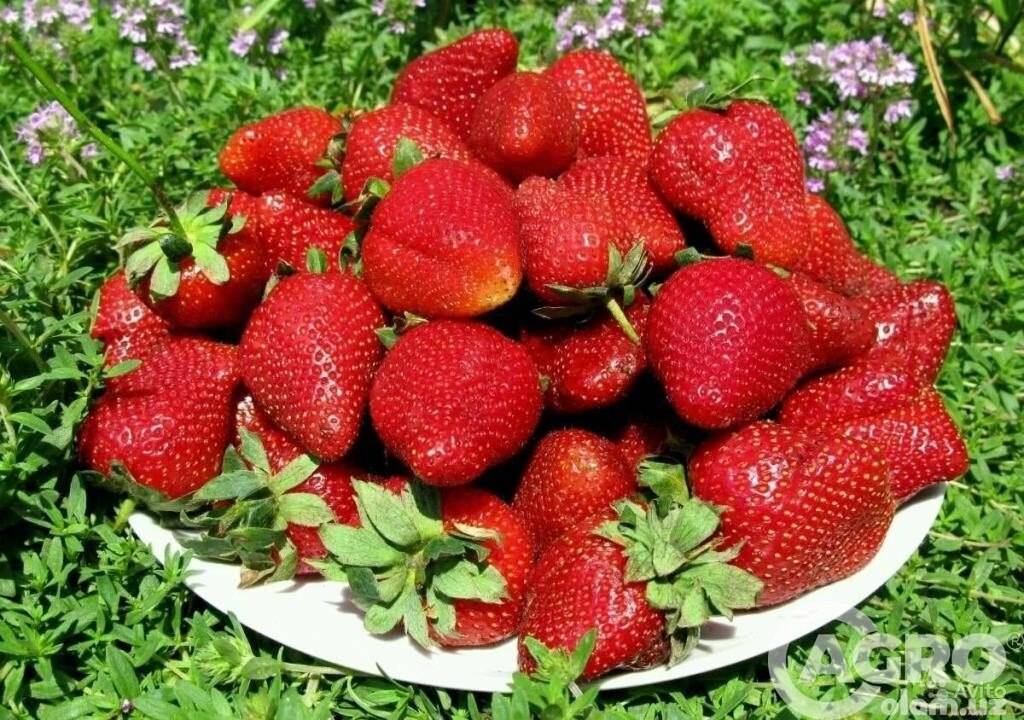 Қулупнай – шифобахш резавор мева