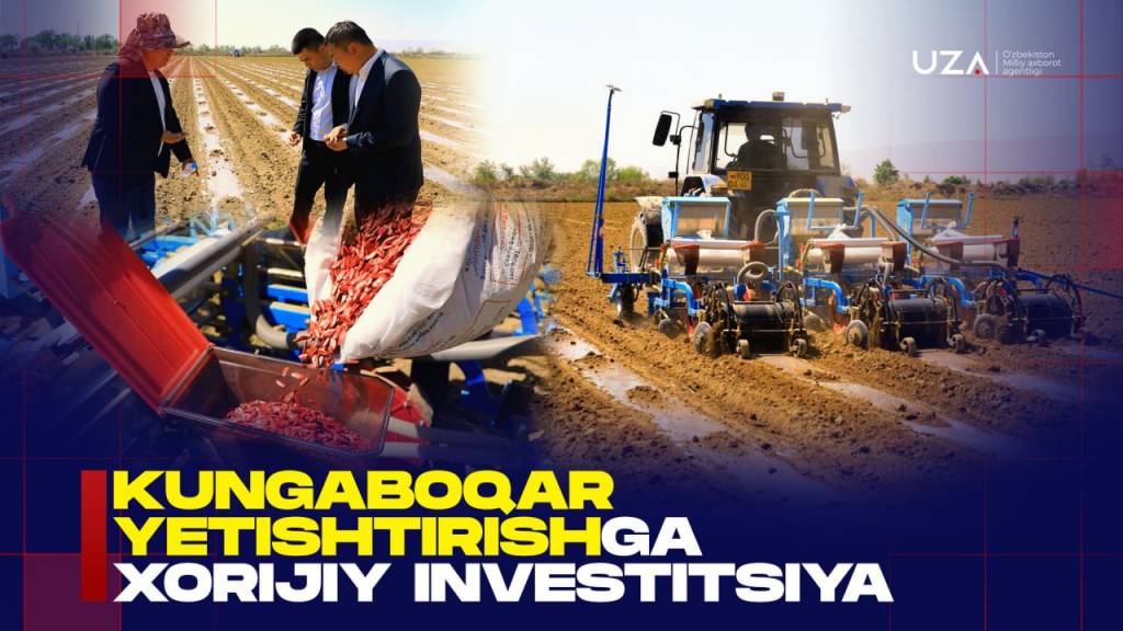 向日葵种植领域的外国投资（+视频）