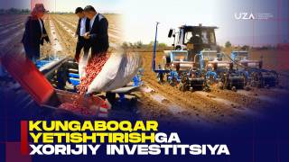 向日葵种植领域的外国投资（+视频）