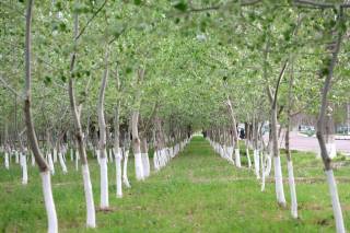 “Яшил макон” умуммиллий лойиҳаси бу бир йиллик ташаббус эмас