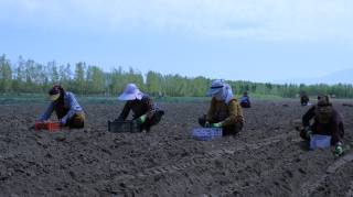 Baxmalda kartoshka ekish qizg‘in