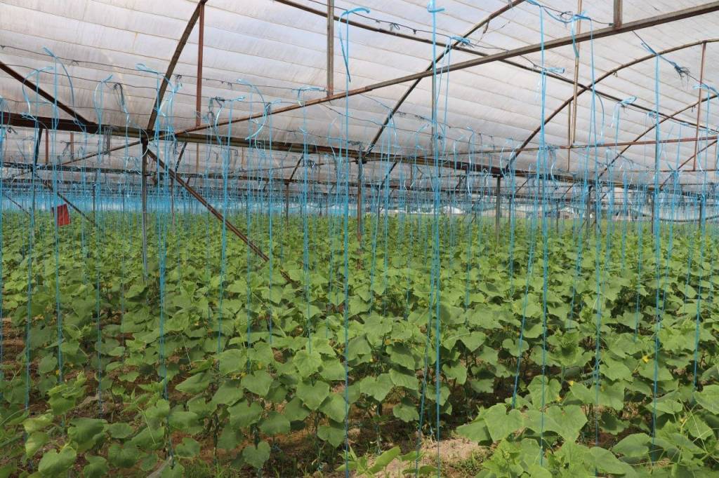 Томорқа — тўкинчилик, даромад манбаи