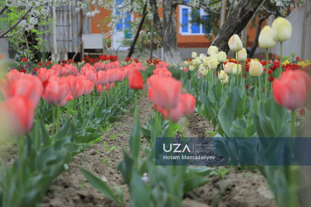 Lolalarga burkangan Navro‘z mahallasi