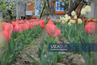 Lolalarga burkangan Navro‘z mahallasi