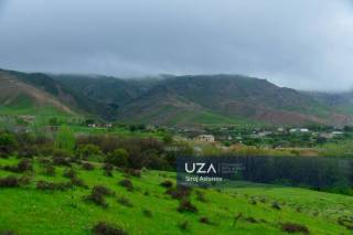 Нұрата таулары баурайындағы көктем лебі