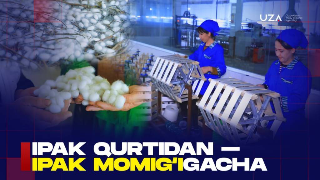 Ипак қуртидан – ипак момиғигача (+видео)